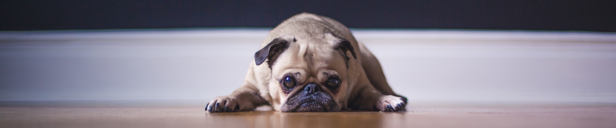 Pug